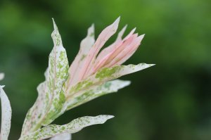 IMG_9216.JPG