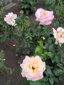 IMG_20200621_101529.jpg