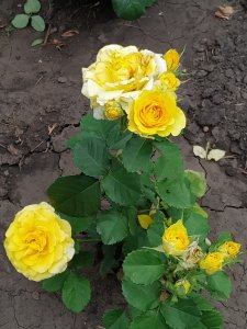 IMG_20200621_101443.jpg