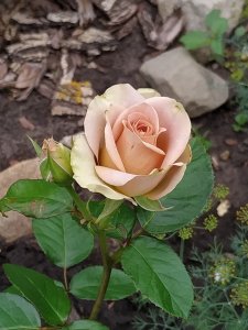 IMG_20200621_101436.jpg