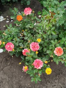IMG_20200621_101345.jpg
