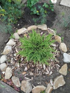 IMG_20200621_102101.jpg