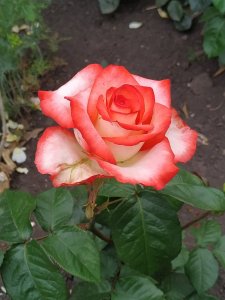 IMG_20200621_100648.jpg