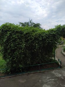 IMG_20200621_103635.jpg