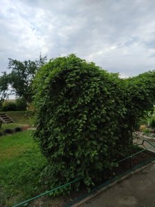 IMG_20200621_103645.jpg