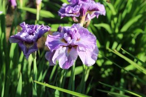 IMG_0721.JPG