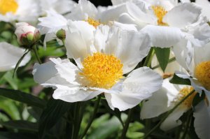 IMG_1263.JPG
