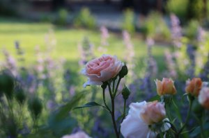IMG_1709.JPG