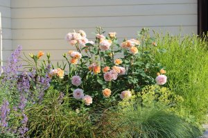 IMG_1883.JPG