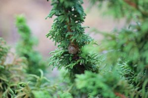 IMG_1125.JPG