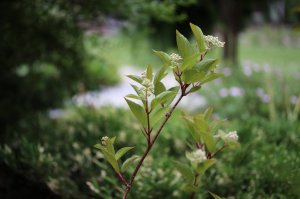 IMG_2150.JPG