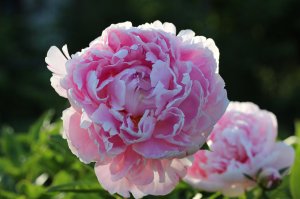 IMG_0879.JPG