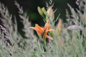IMG_2183.JPG