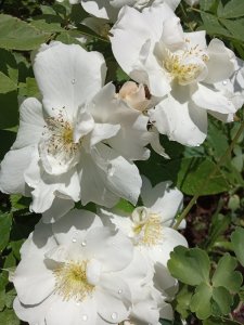 IMG_20200629_134753.jpg