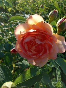 IMG_20200629_191629.jpg
