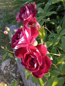 IMG_20200629_191912.jpg