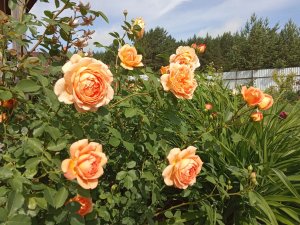 IMG_20200703_095153.jpg