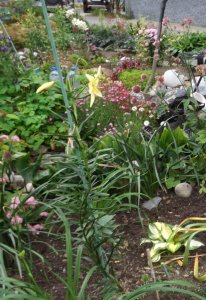 2019.09.05 Hosta  'Halcyon' Уч. №1_ф_ DSCF4626.jpg