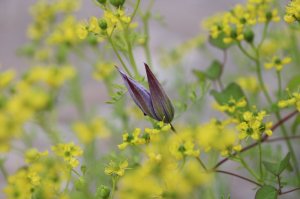 IMG_2862.JPG