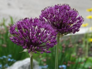 2020.06.29 Уч № 1 Лук дек. Purple Sensation_ DSCF8041.JPG