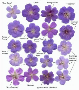 blaue_geraniums_bluemchen.jpg