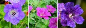 Geranium ‘Rozanne’, Geranium ‘Russell Prichar — копия.jpg