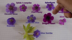 Geranium Hybrid Dragon Heart у Marivorс — копия.jpg