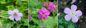 Geranium_nodosum(узловатая)_macrorrhizum (Крупнокорневищная)_maculatum (пятнистая)‘Espresso’.jpg
