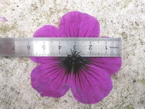 Geranium-Dragon-Heart-dét.jpg