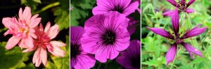 Geranium-Southcombe- — копия.jpg