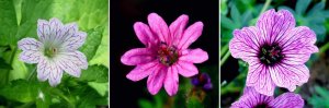 Geranium-versicolor-pyrenaicum-— копия.jpg