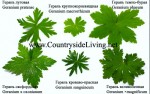 садовая, виды. Как отличить герань многолетнюю по листьям.jpg