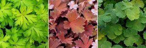 Geraniums_Blue_Sunrise_— копия.jpg