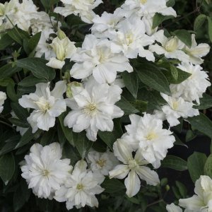 Клематис Integrifolia (сорт ARABELLA WHITE) 1 в Опт-Хозе.jpg