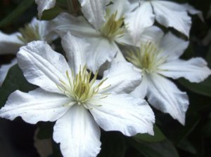 Клематис Integrifolia (сорт ARABELLA WHITE) 2 в Опт-Хозе.jpg