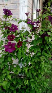 DSC_1913.jpg