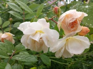 IMG_20200709_183830.jpg