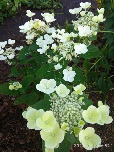 IMG_20200712_065209.jpg
