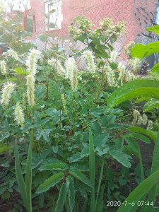 IMG_20200706_080115.jpg