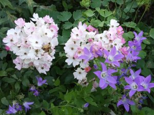 IMG_20200718_194829.jpg