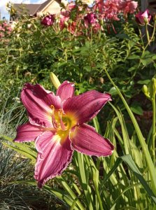 IMG_20200718_164104.jpg