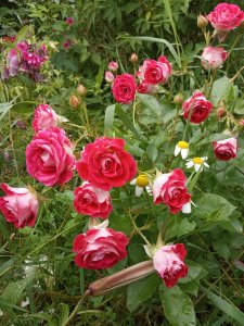 IMG_20200715_142118.jpg