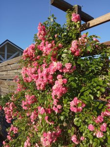 IMG_20200718_190459.jpg