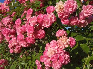IMG_20200718_190511.jpg
