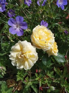 IMG_20200719_101513.jpg