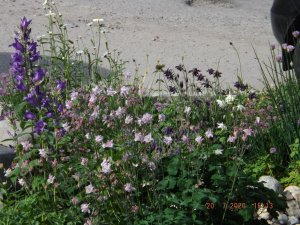 2020.07.20 Круглая клумба Аквилегия_ DSCF8515.JPG