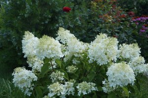 DSC07570.JPG
