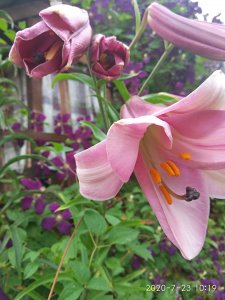 IMG_20200723_101935.jpg