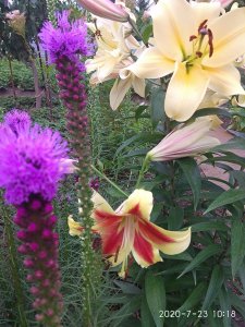 IMG_20200723_101851.jpg
