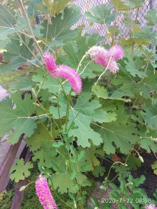 IMG_20200722_095824.jpg